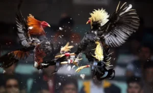 Khám Phá Cách Chơi Đá Gà Sabong Tại 78Win Chuẩn Philippines 3 Khám Phá Cách Chơi Đá Gà Sabong Tại 78Win Chuẩn Philippines